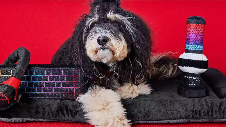 HyperX's new cute gamer gear-themed pet toy is a bit pawtier.